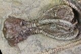 Plate Jimbacrinus Crinoid Fossils - Australia (Special Price) #68357-3